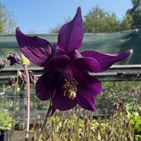 Aquilegia oxysepala var. kansuensis